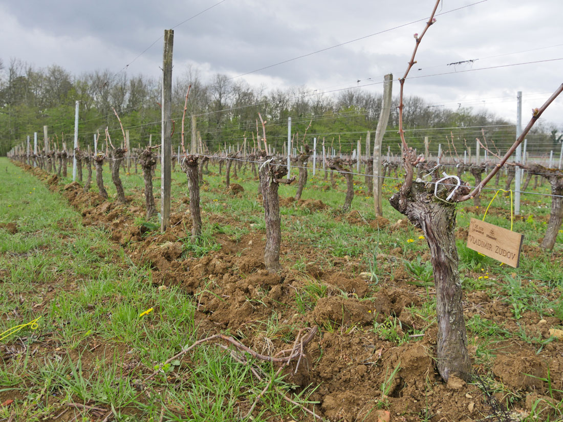 Виноградник на урожай